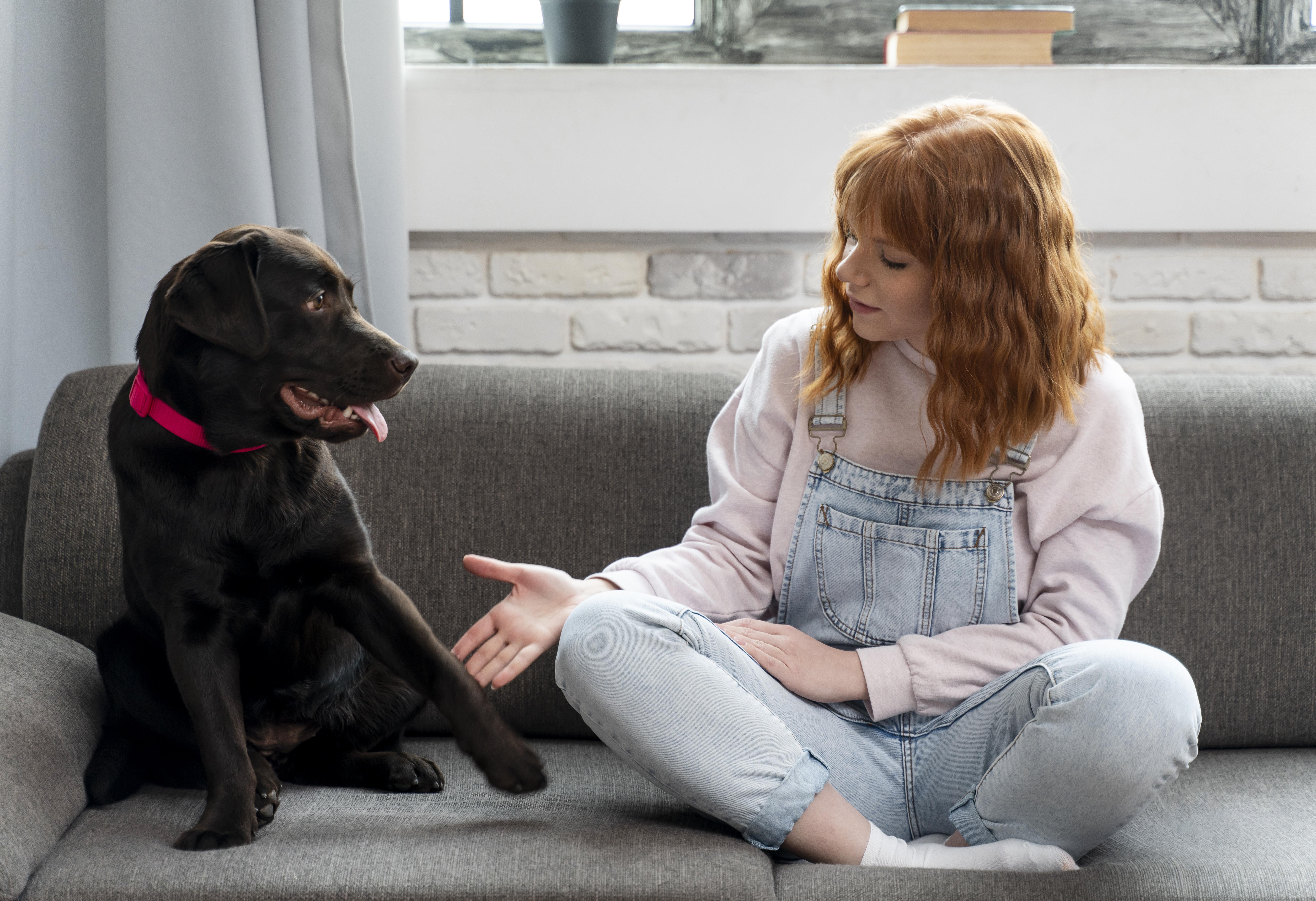 Dog and cat on suitcase