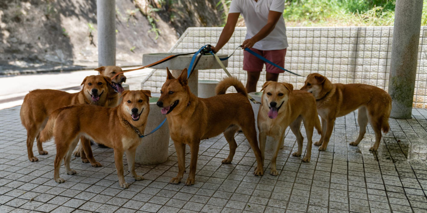 Dog and cat on suitcase