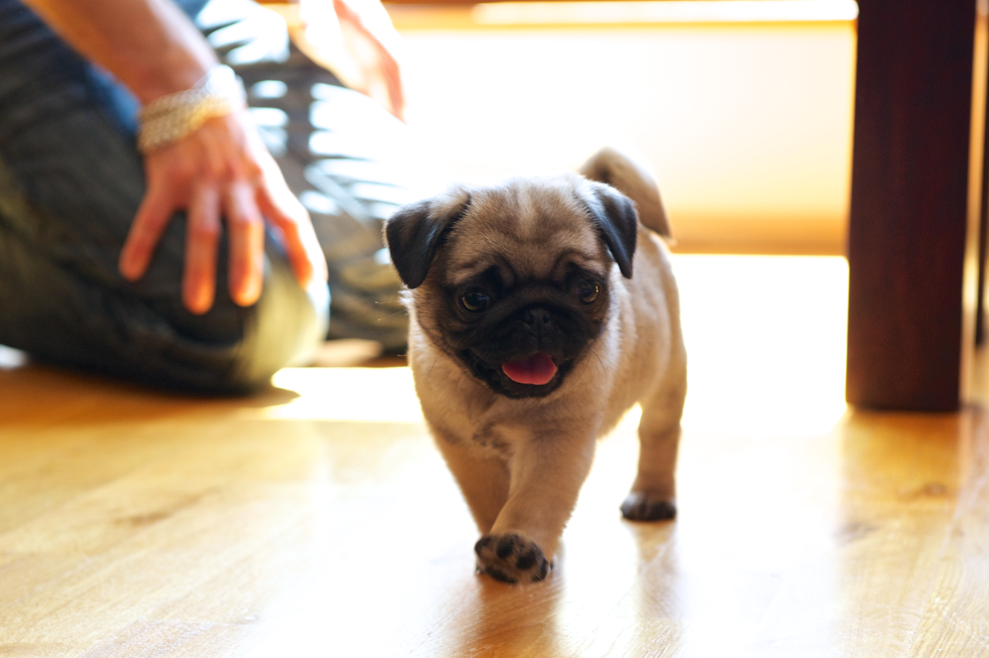 Dog and cat on suitcase