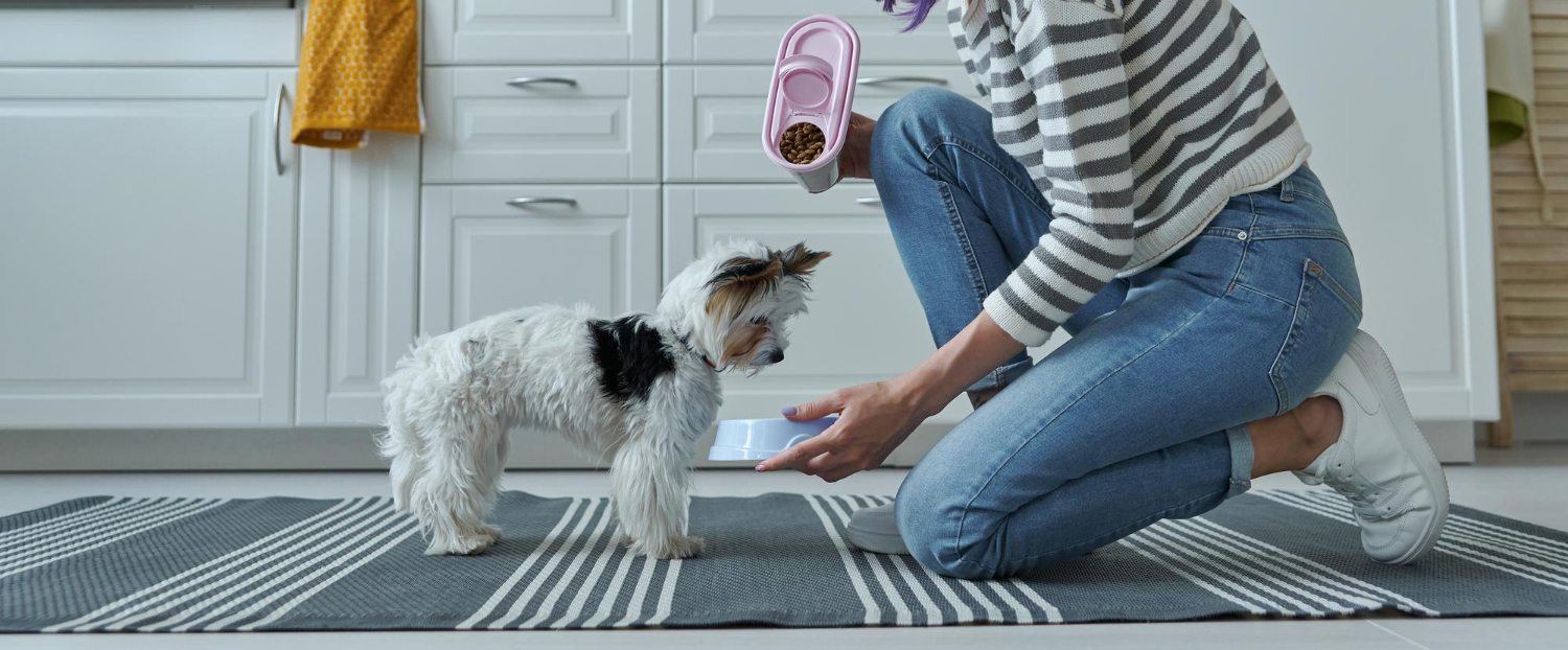 Dog and cat on suitcase